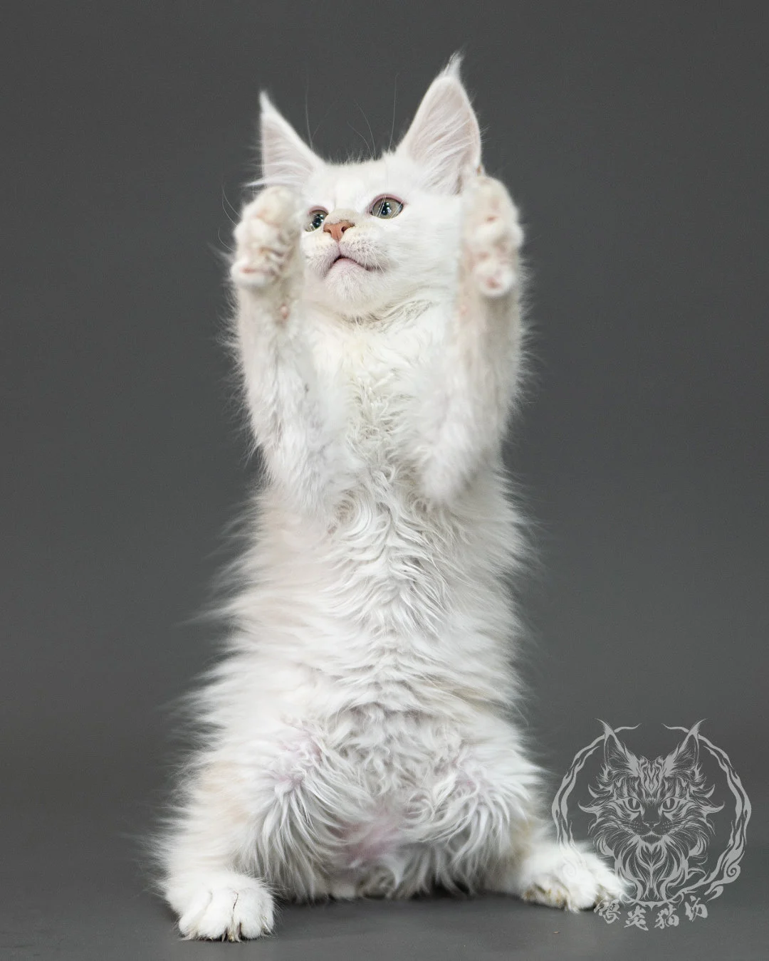 紅銀陰影緬因貓 Red Shaded Maine Coon 2months Closeup 16