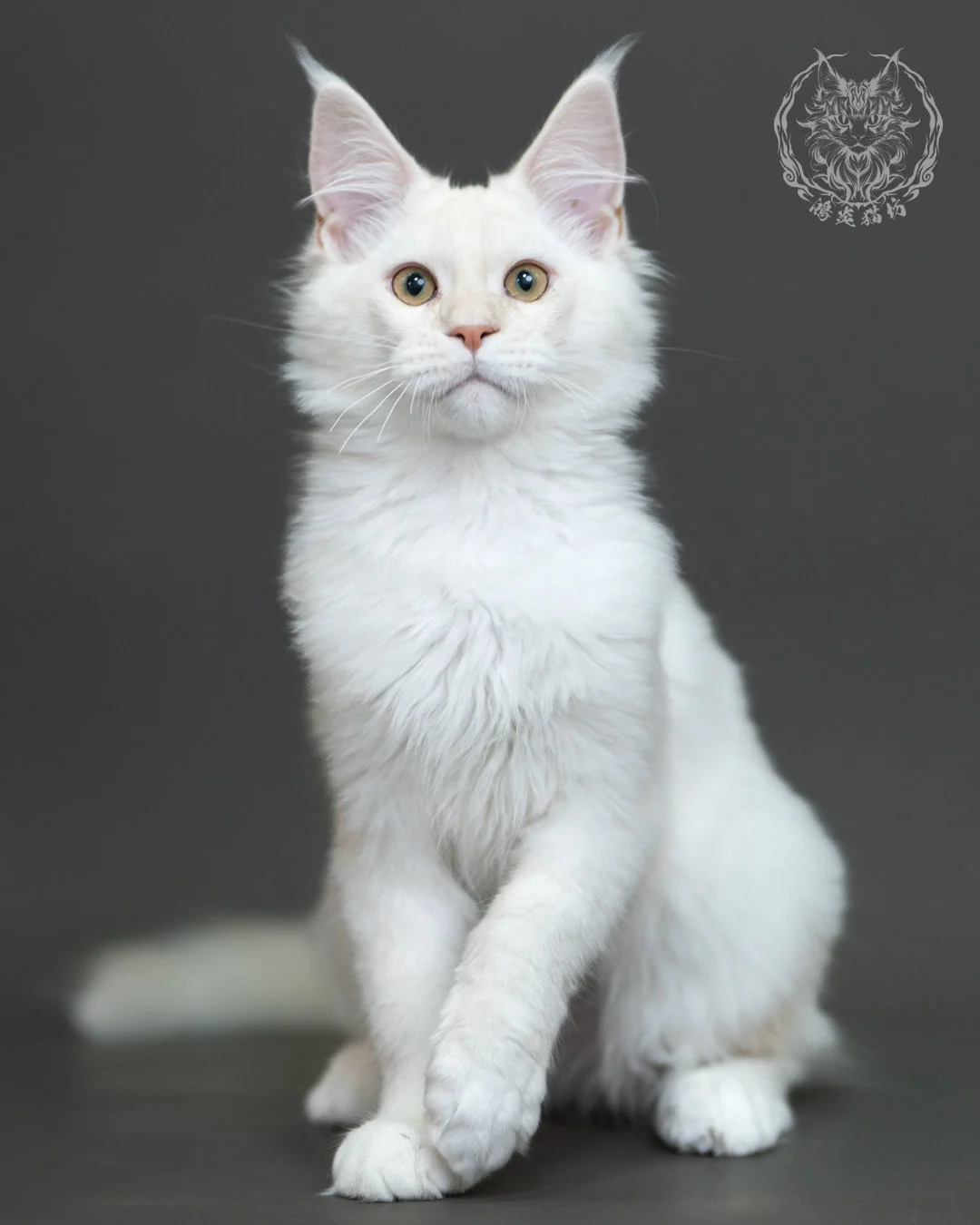 紅銀陰影緬因貓 Red Silver Shaded Maine Coon 4halfmonths Cattery Taichung 10