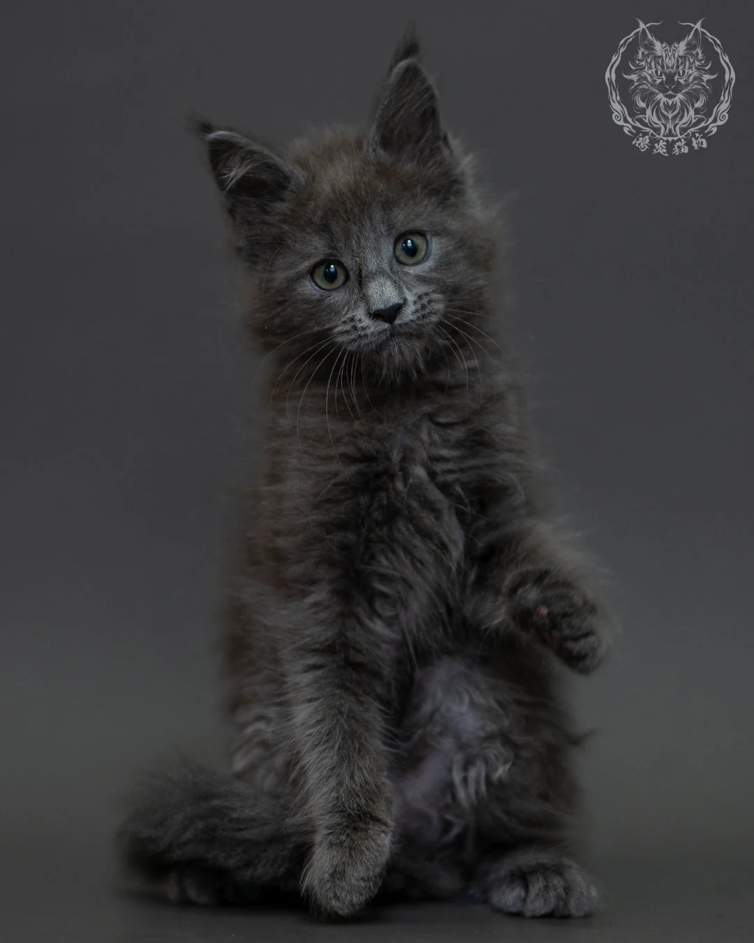 藍煙燻 Blue Smoke Maine Coon 2months 4