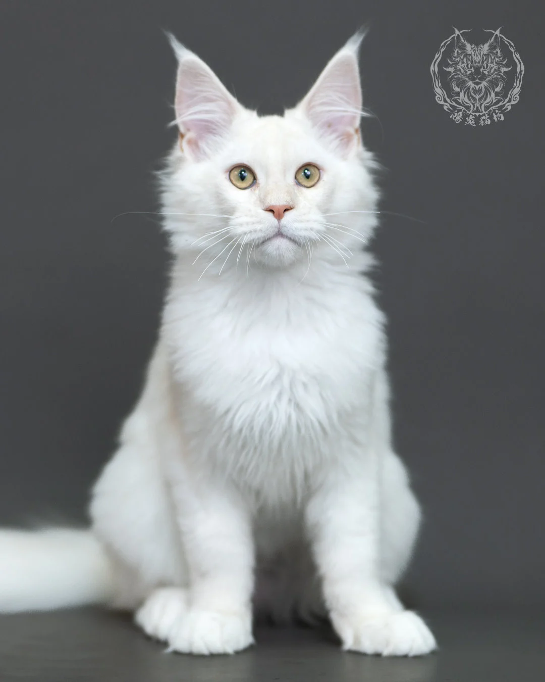 紅銀陰影緬因貓 Red Silver Shaded Maine Coon 4halfmonths Cattery Taichung 14