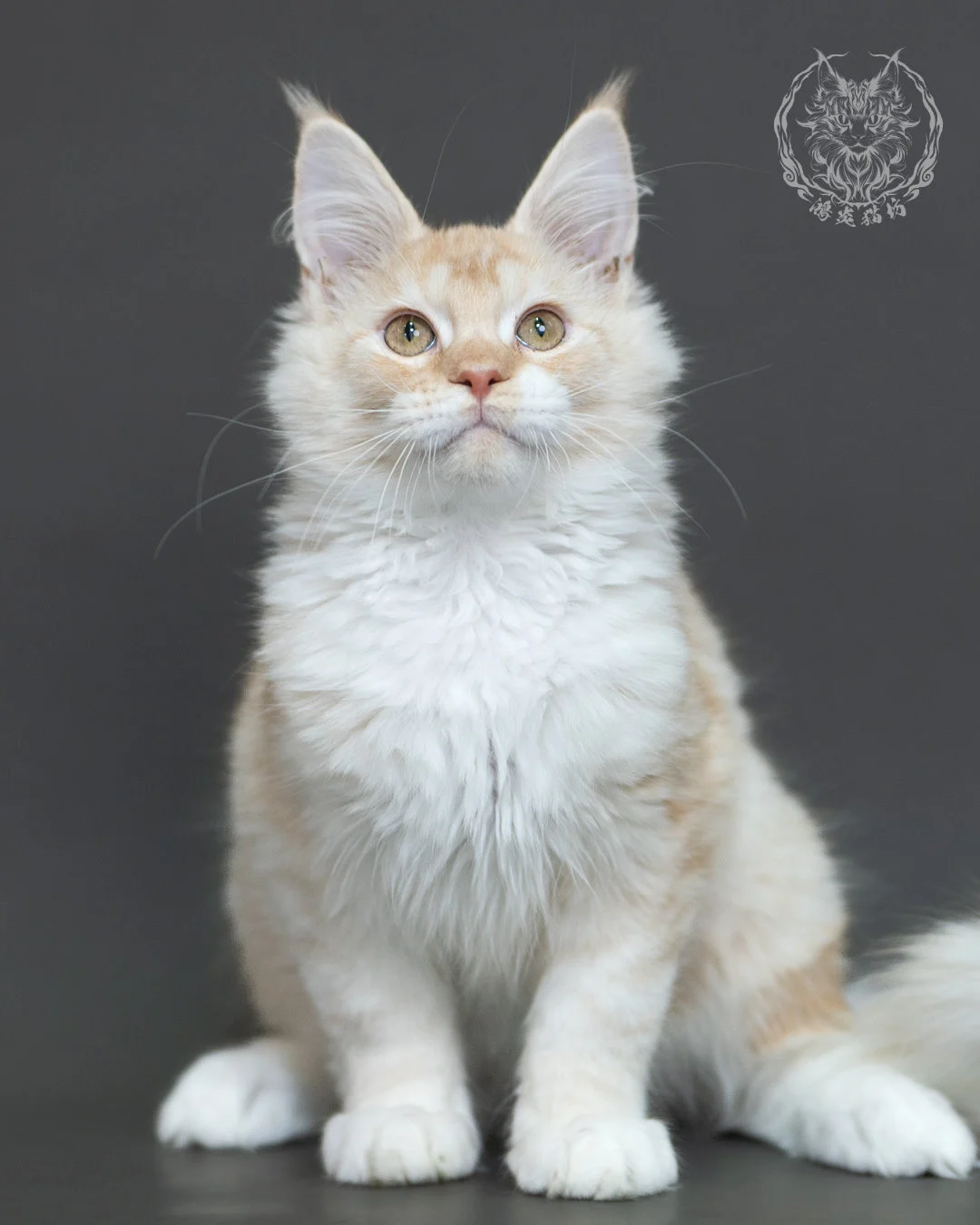 紅銀虎斑緬因貓 Red Silver Tabby Maine Coon 4halfmonths Cattery Taichung 9