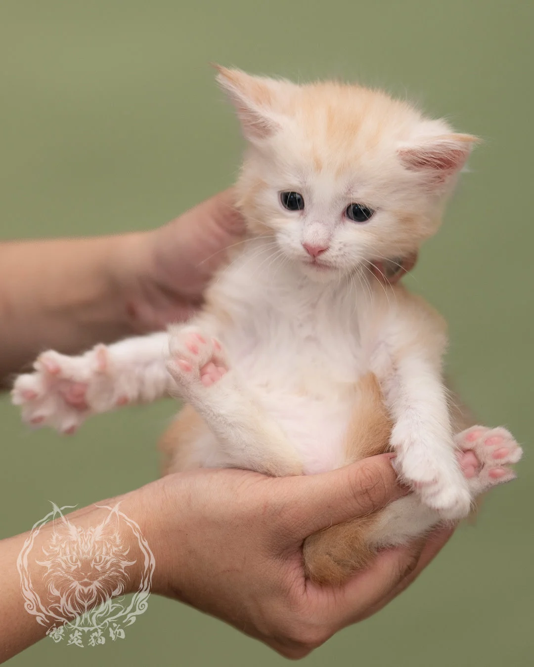 紅銀虎斑緬因貓 Red Silver Tabby Maine Coon 4weeks Closeup 10