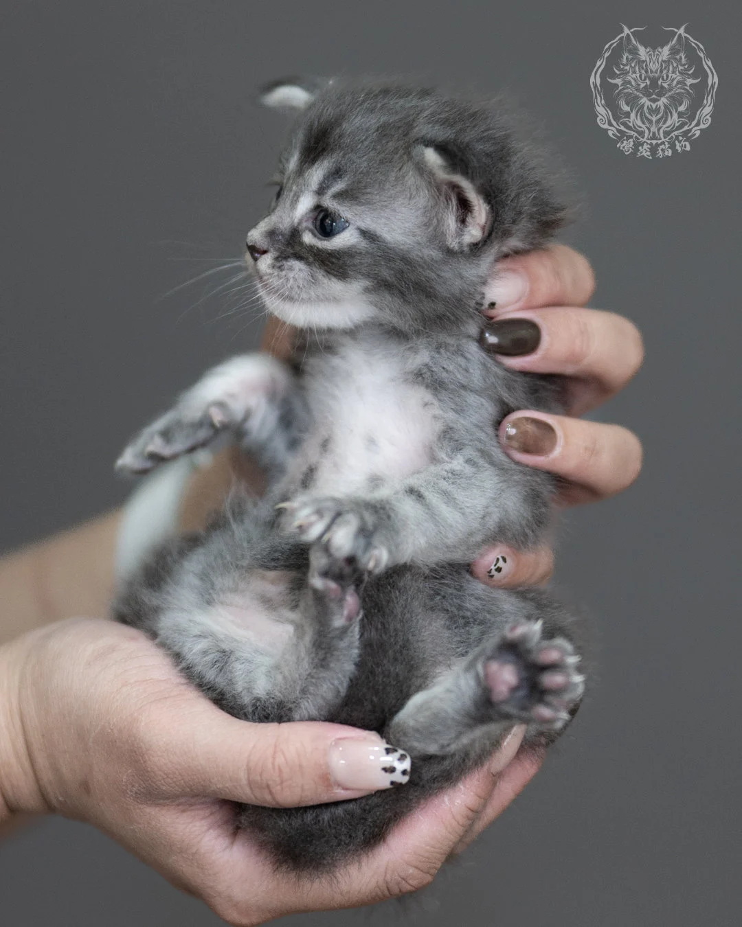 藍虎斑緬因貓 Blue Tabby Maine Coon 4weeks Taichung Cattery 11