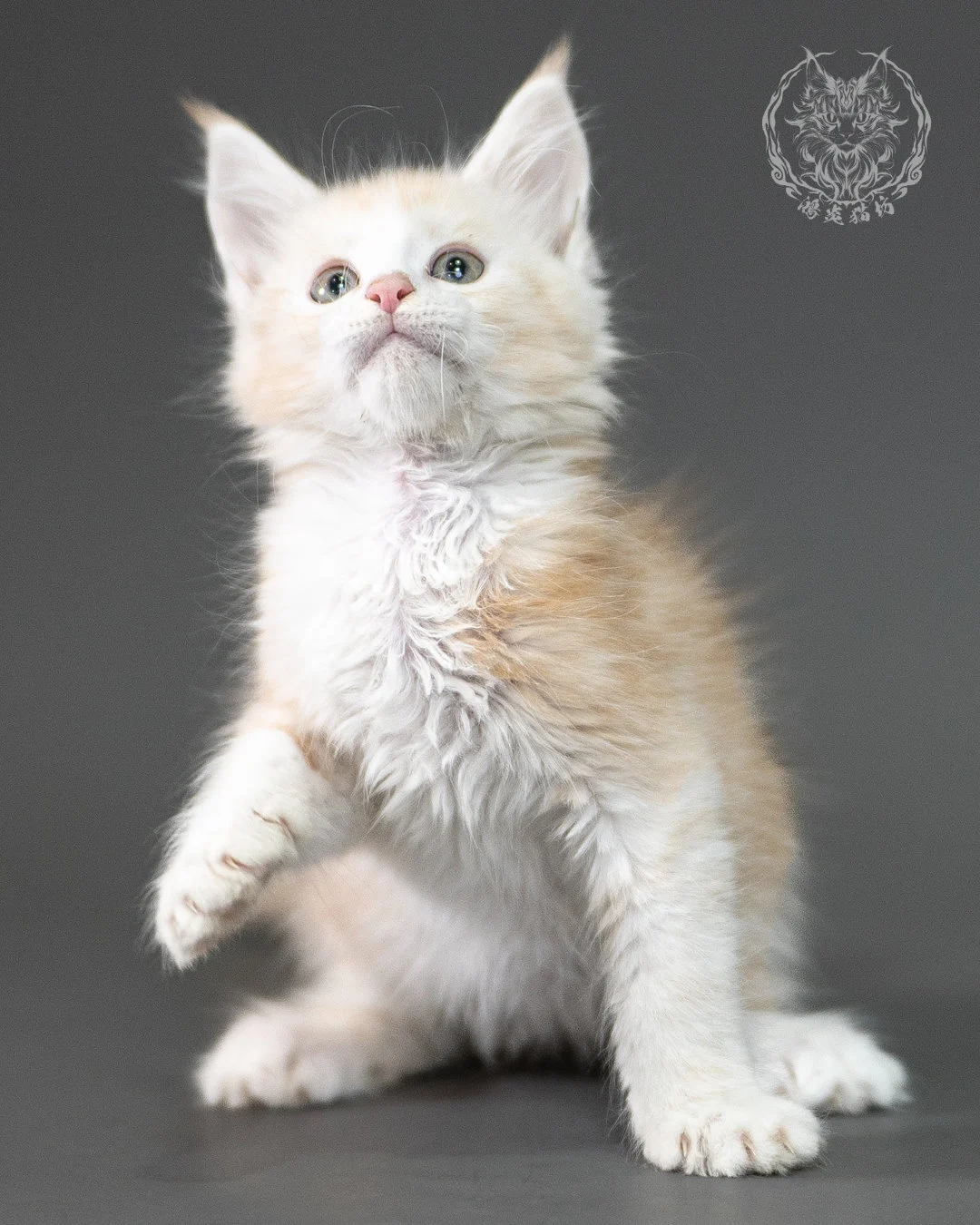 紅銀虎斑緬因貓 Red Silver Tabby Maine Coon 2months Closeup 7