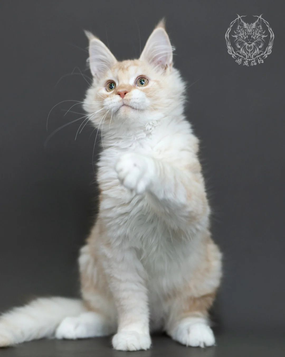 紅銀虎斑緬因貓 Red Silver Tabby Maine Coon 4halfmonths Cattery Taichung 6