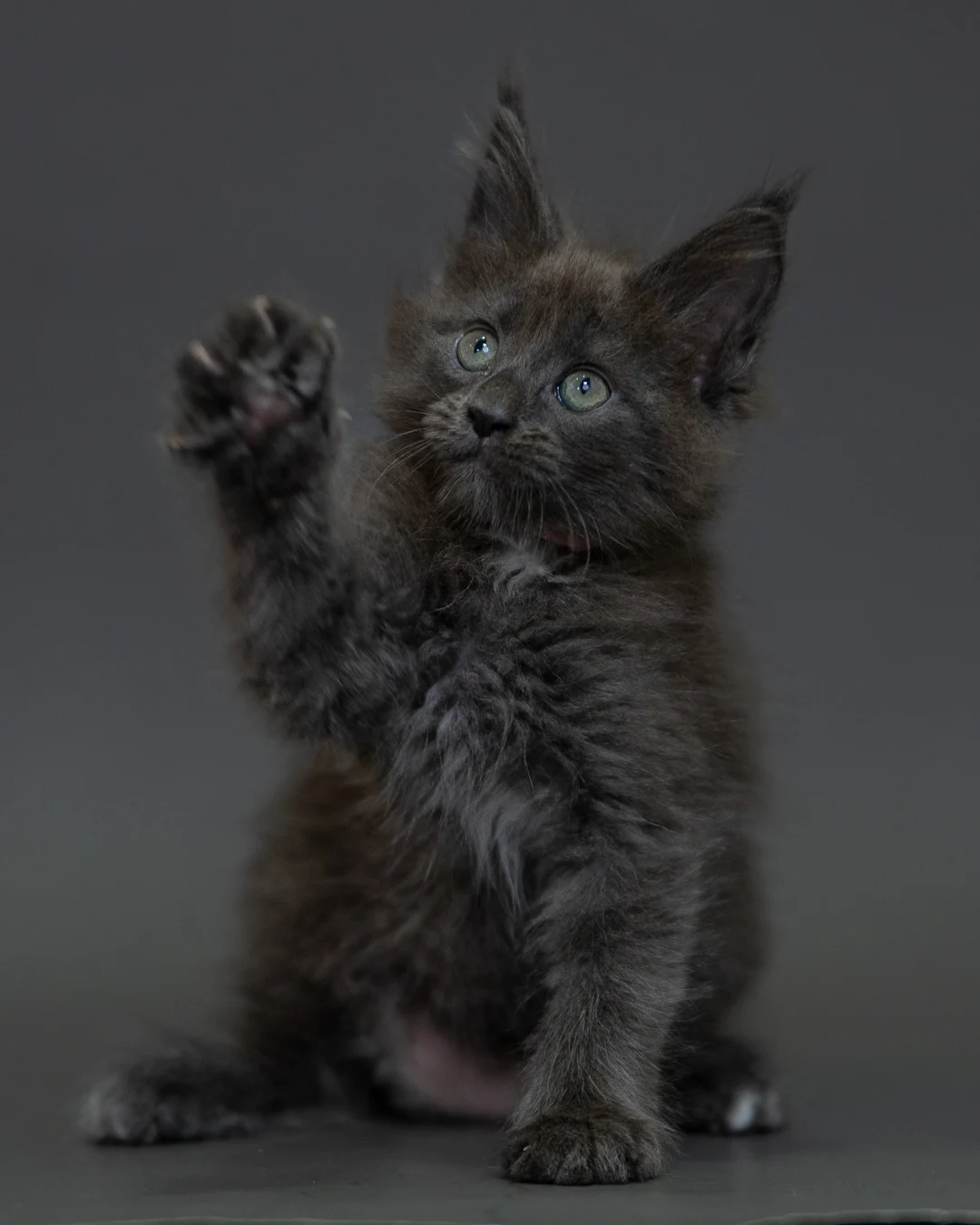 藍煙燻 Blue Smoke Maine Coon 2months 16