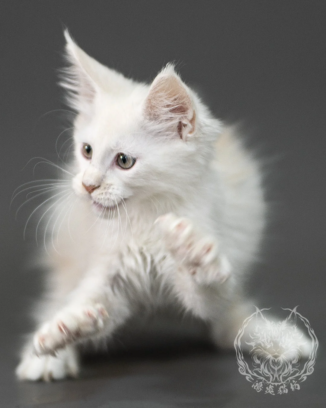 紅銀陰影緬因貓 Red Shaded Maine Coon 2months Closeup 17