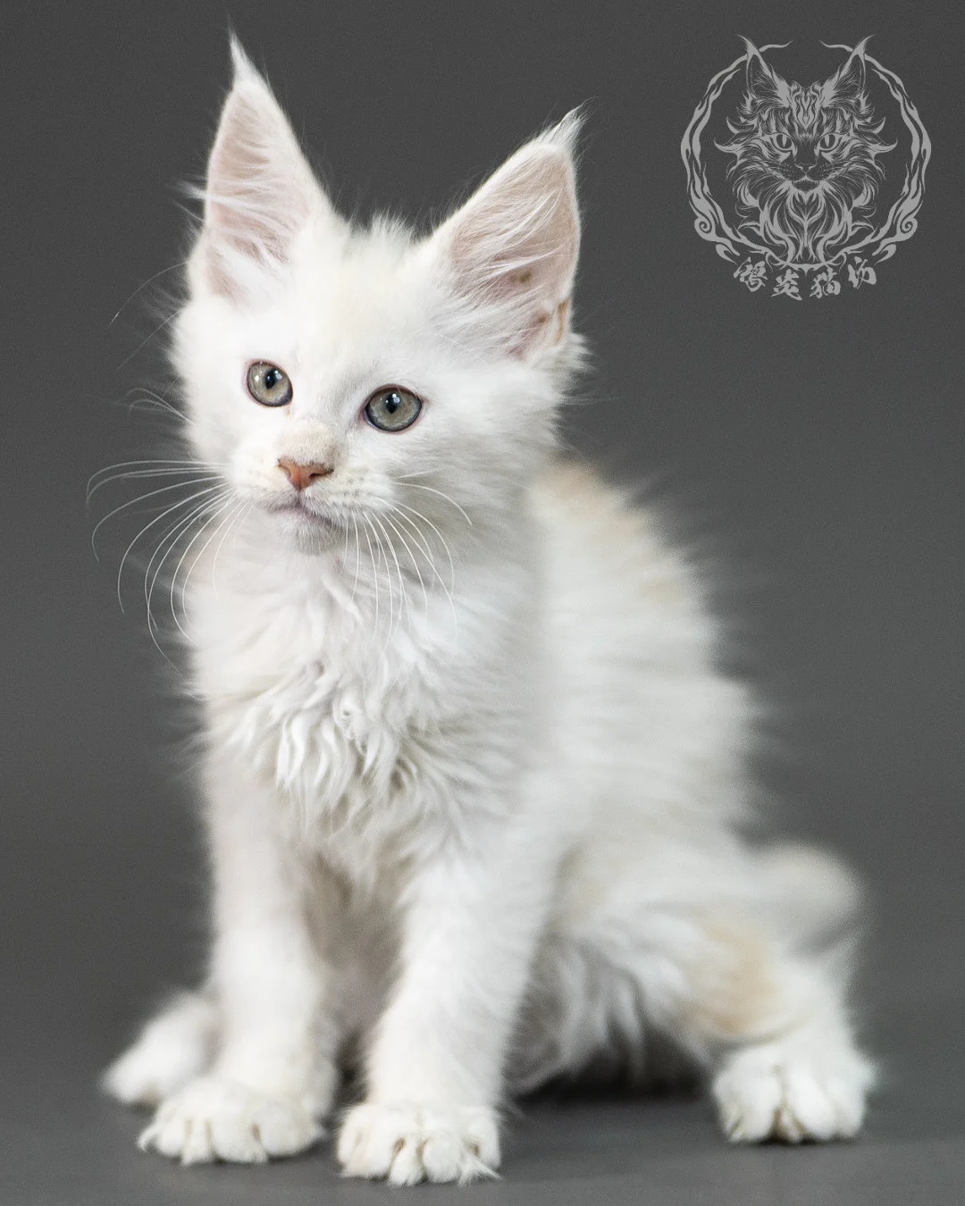 紅銀陰影緬因貓 Red Shaded Maine Coon 2months Closeup 20