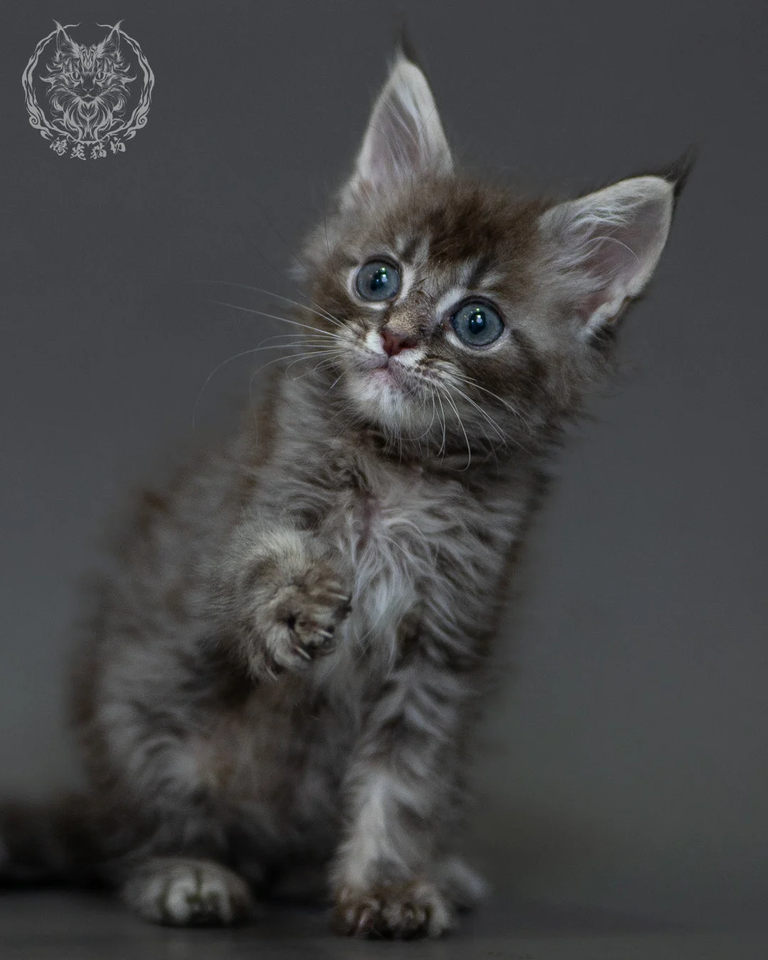 藍虎斑 Blue Silver Tabby Maine Coon 2months 2