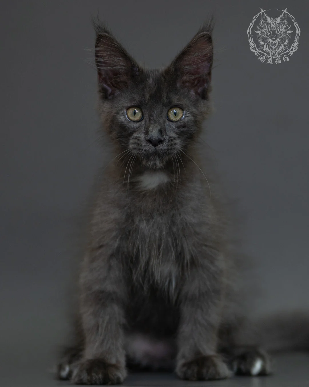 藍煙燻 Blue Smoke Maine Coon 3months 15