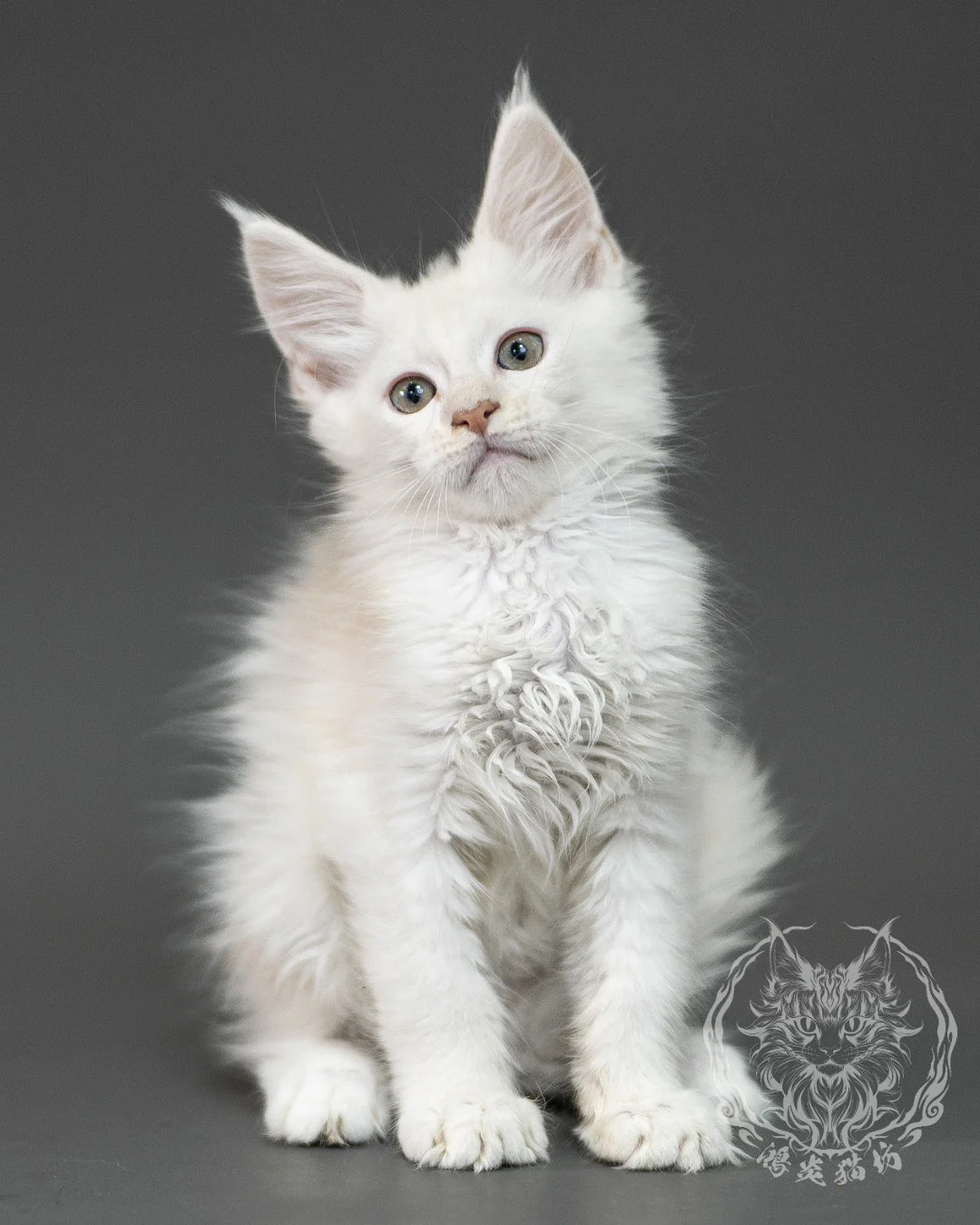 紅銀陰影緬因貓 Red Shaded Maine Coon 2months Closeup 5