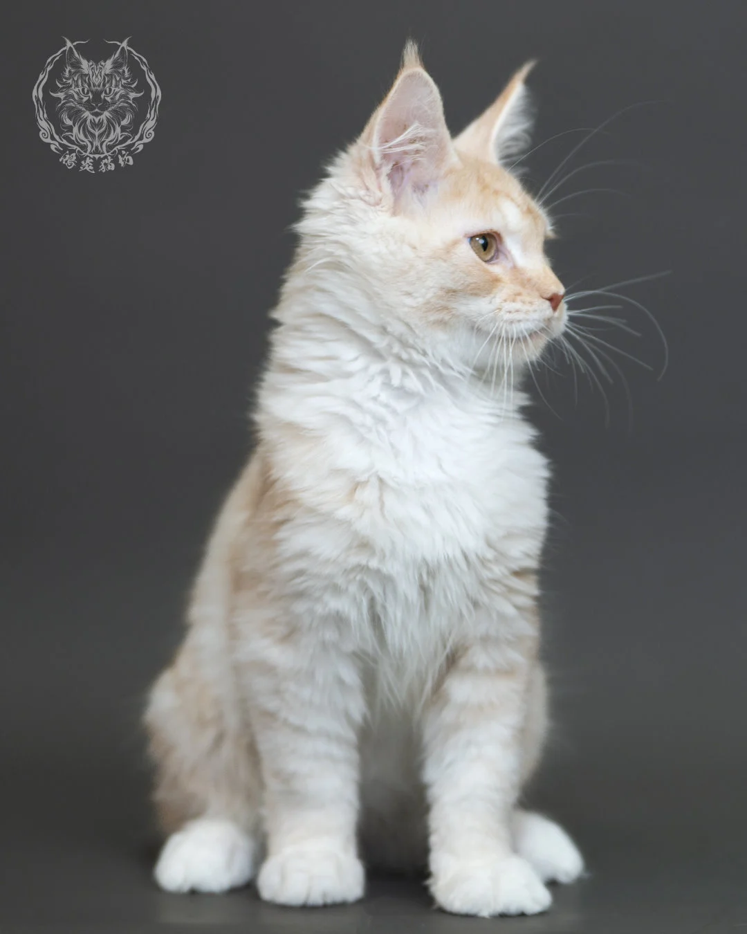 紅銀虎斑緬因貓 Red Silver Tabby Maine Coon 4halfmonths Cattery Taichung 11