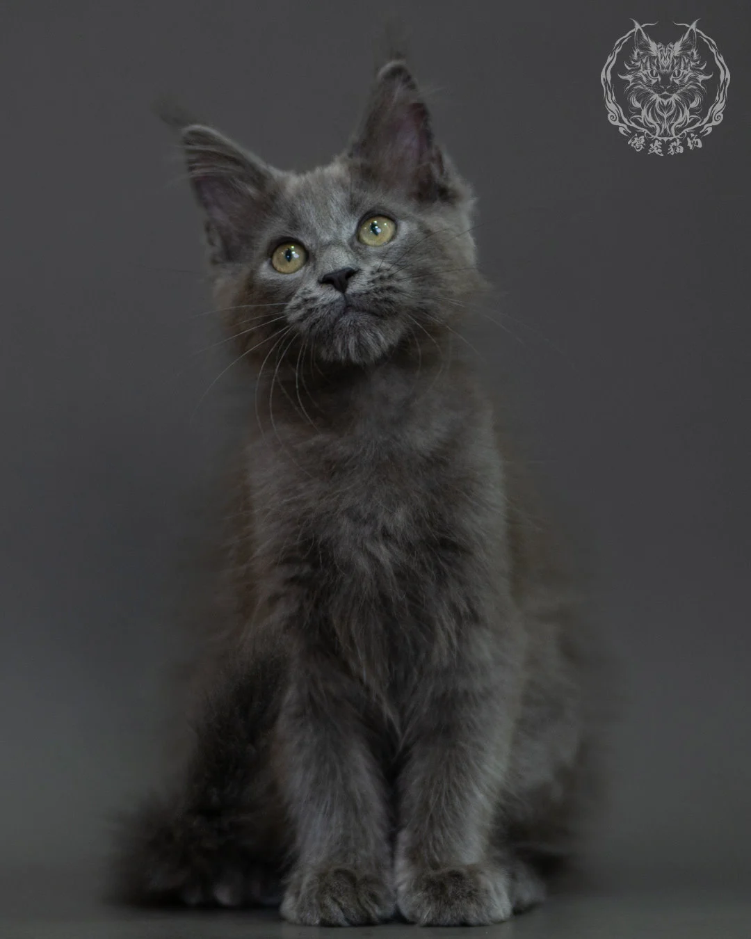 藍煙燻 Blue Smoke Maine Coon 3months 15