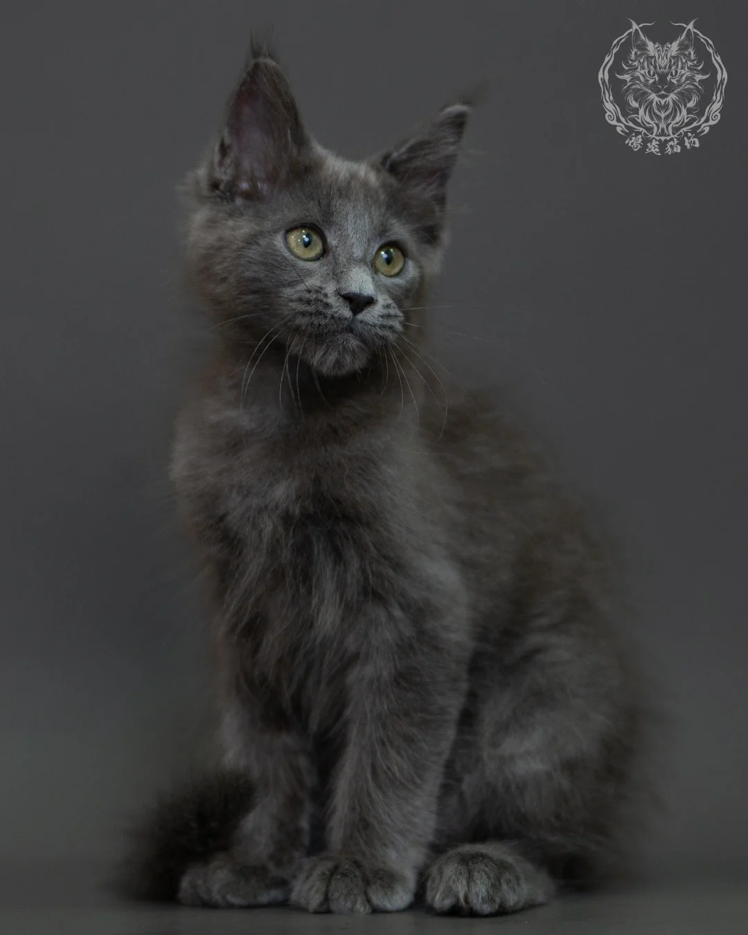 藍煙燻 Blue Smoke Maine Coon 3months 16