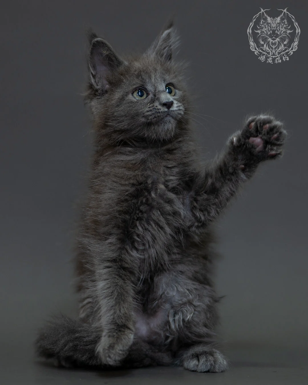 藍煙燻 Blue Smoke Maine Coon 2months 3