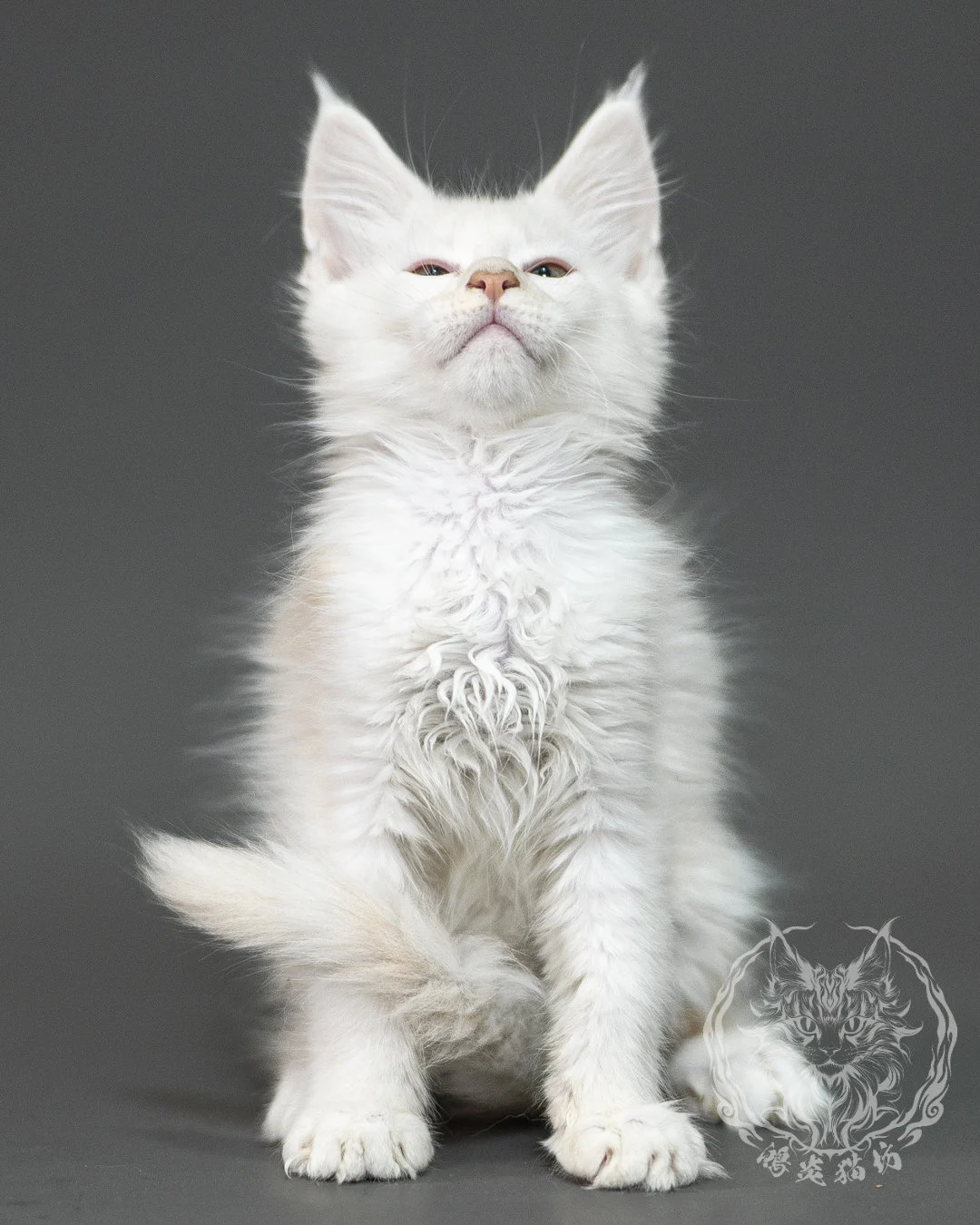 紅銀陰影緬因貓 Red Shaded Maine Coon 2months Closeup 7