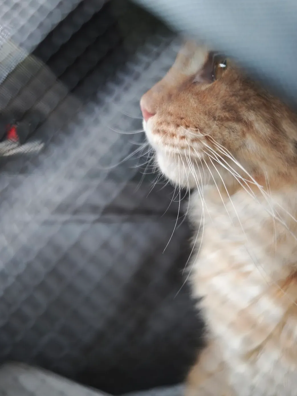 奶油虎斑緬因貓