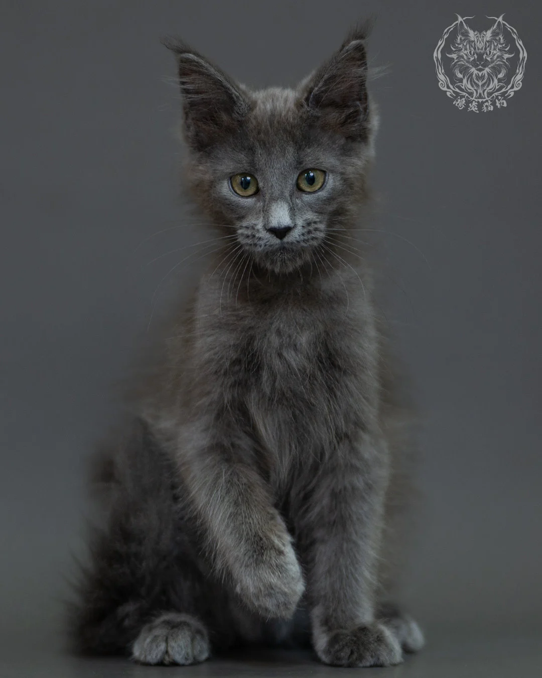 藍煙燻 Blue Smoke Maine Coon 3months 6