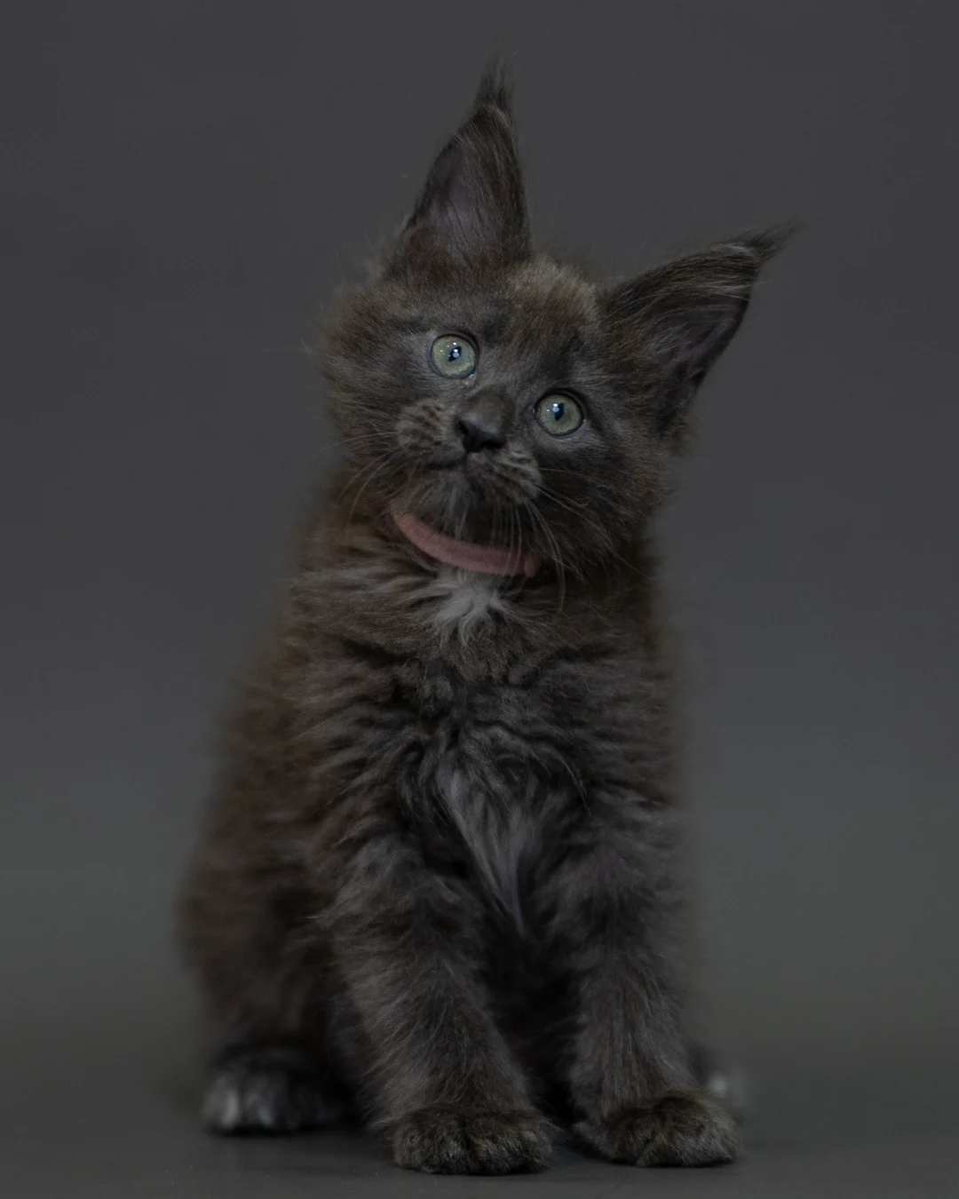 藍煙燻 Blue Smoke Maine Coon 2months 15