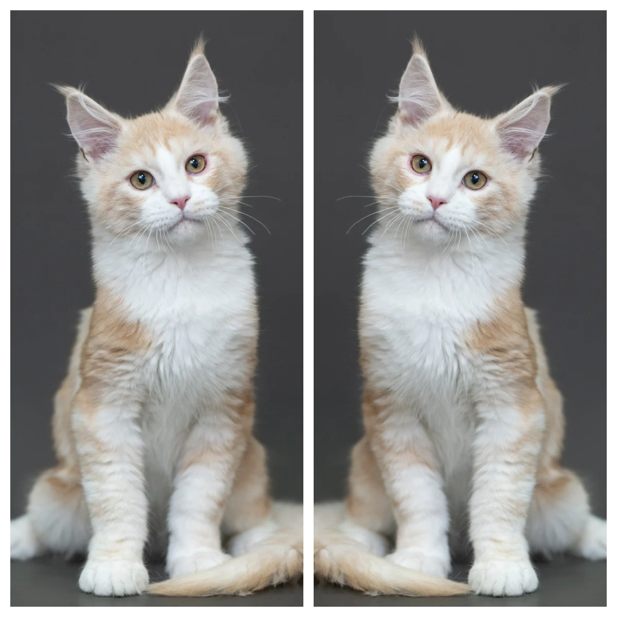 紅銀虎斑緬因貓