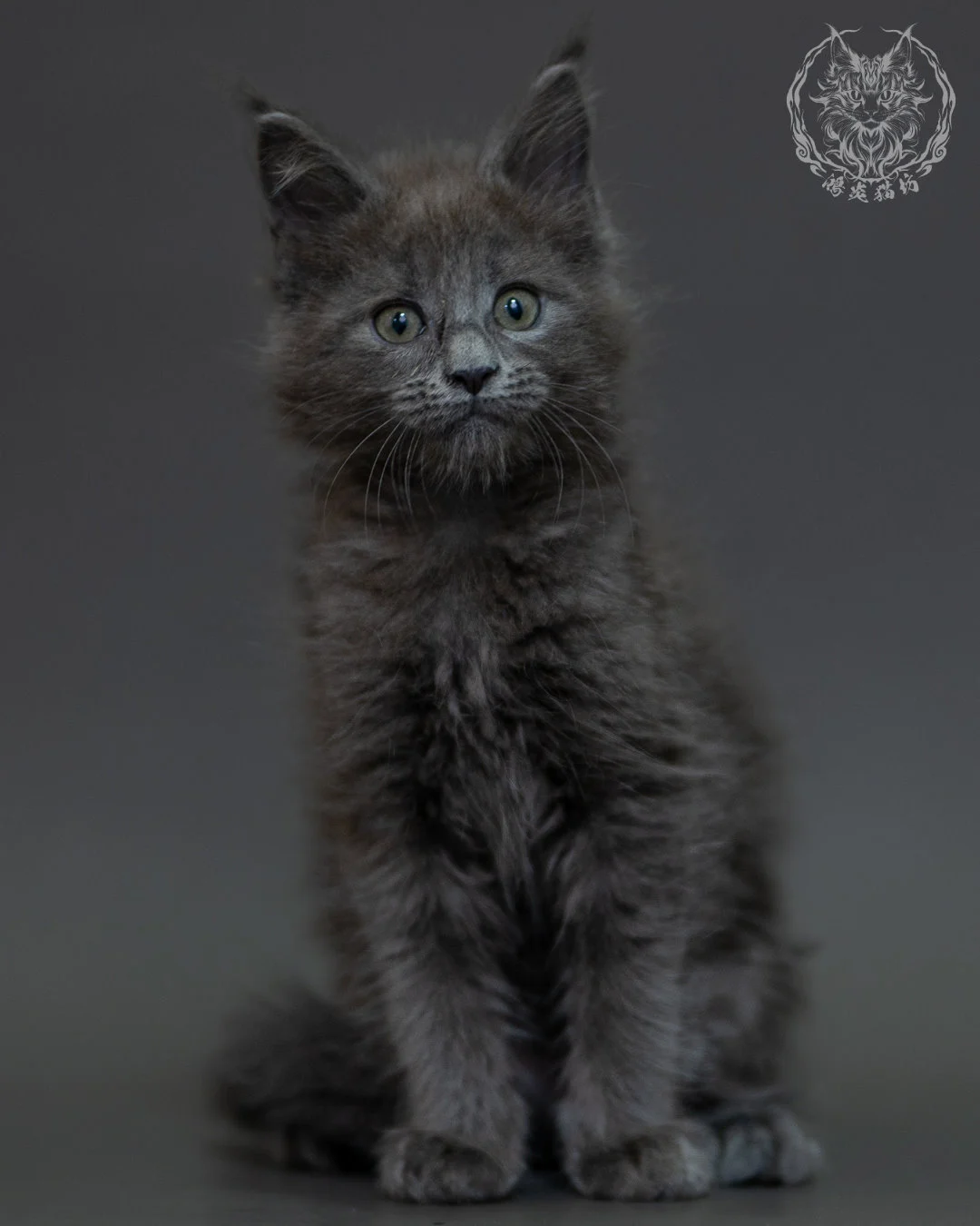 藍煙燻 Blue Smoke Maine Coon 2months 2