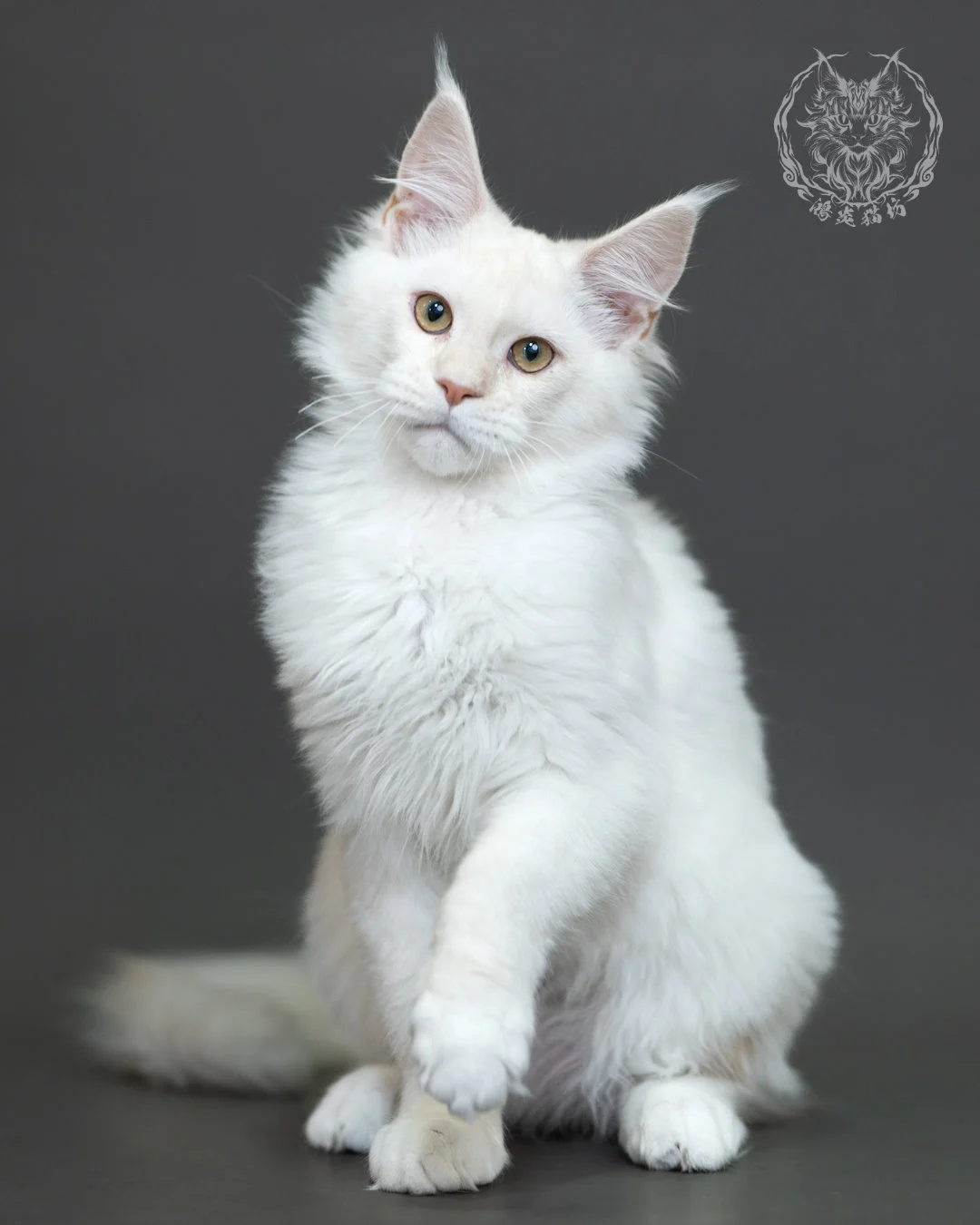 紅銀陰影緬因貓 Red Silver Shaded Maine Coon 4halfmonths Cattery Taichung 8