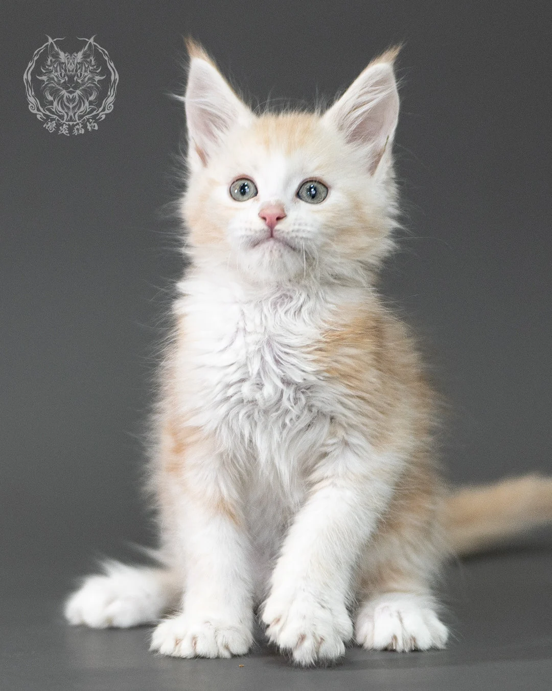 紅銀虎斑緬因貓 Red Silver Tabby Maine Coon 2months Closeup 10