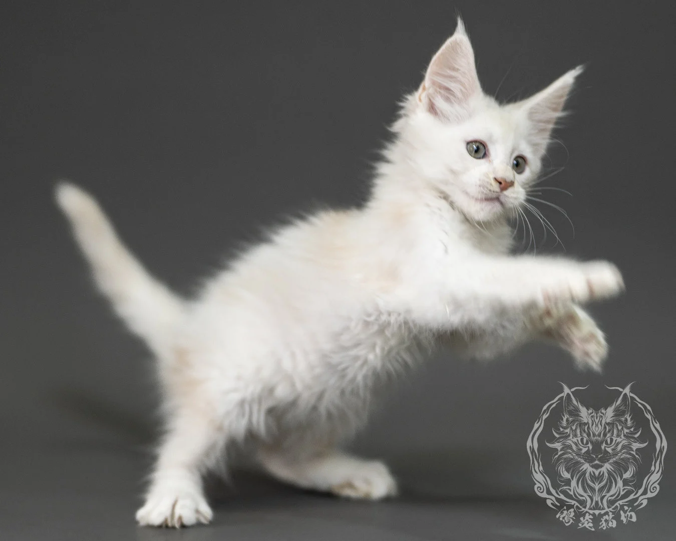 紅銀陰影緬因貓 Red Shaded Maine Coon 2months Closeup 30