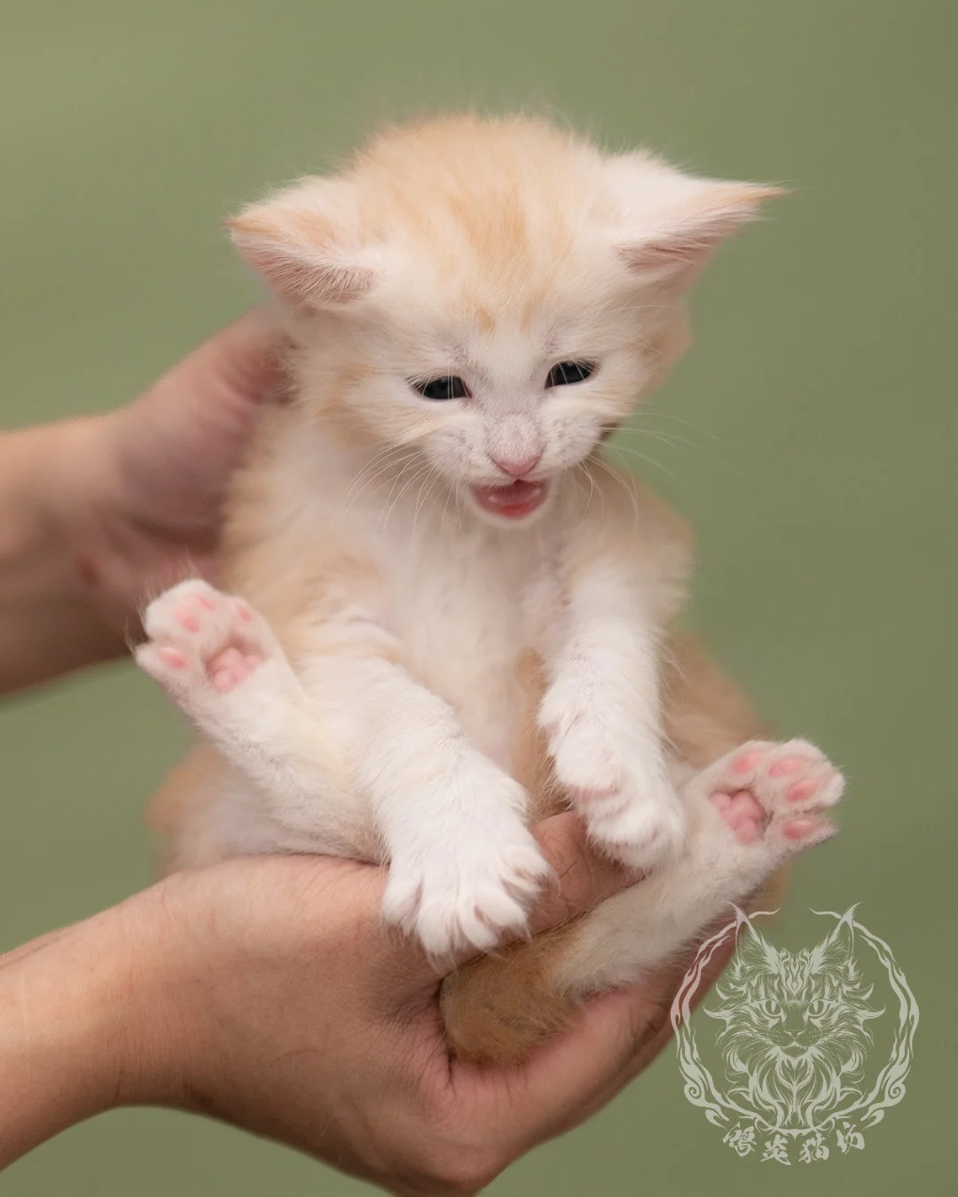 紅銀虎斑緬因貓 Red Silver Tabby Maine Coon 4weeks Closeup 9