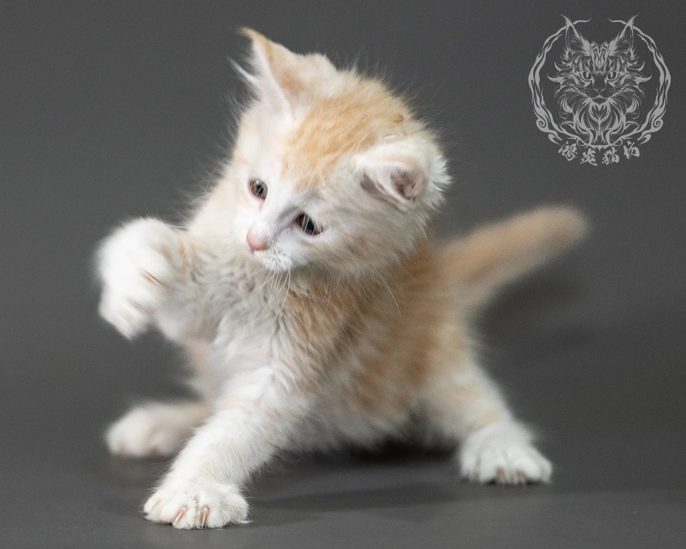 紅銀虎斑緬因貓 Red Silver Tabby Maine Coon 2months Closeup 18