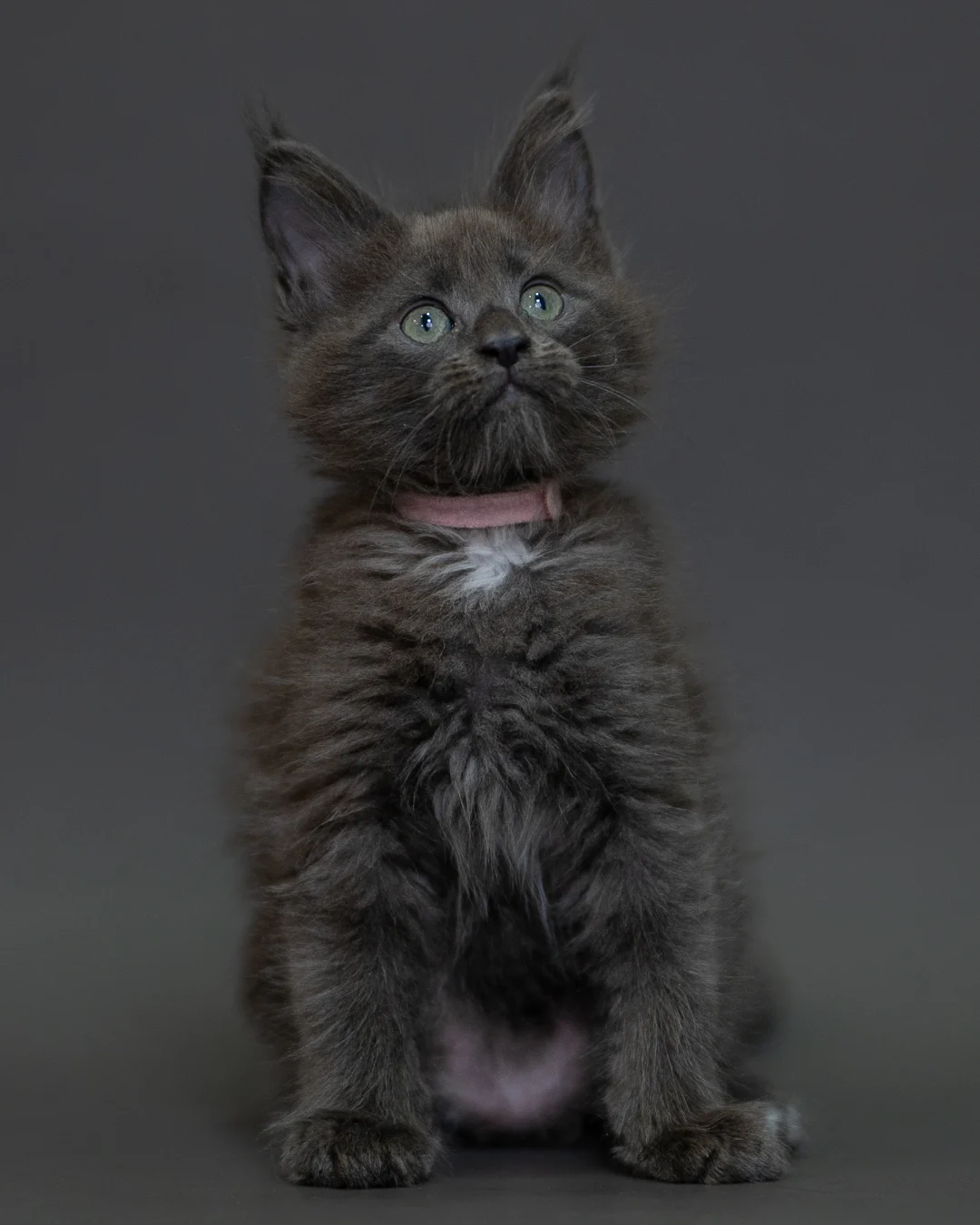 藍煙燻 Blue Smoke Maine Coon 2months 13