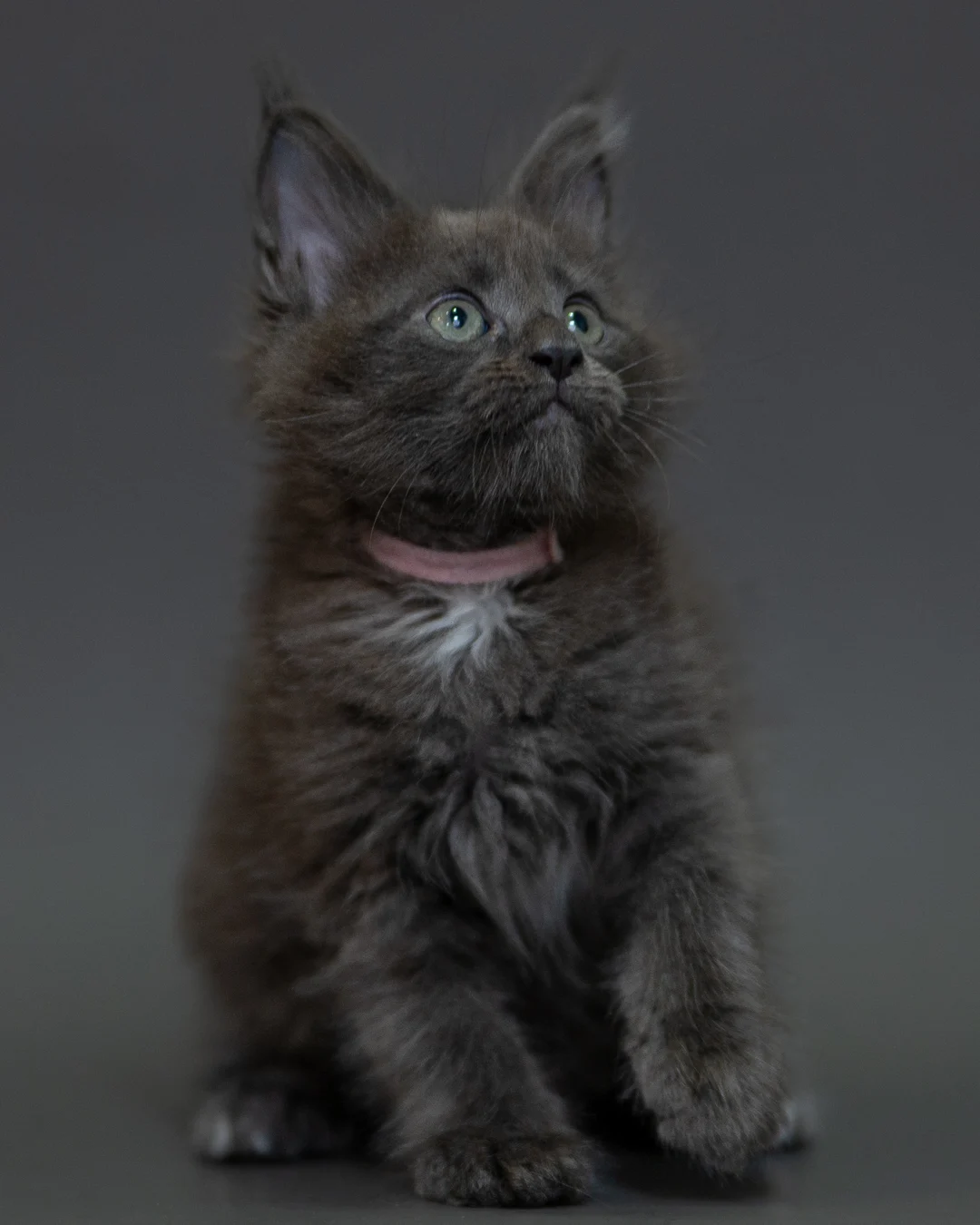 藍煙燻 Blue Smoke Maine Coon 2months 14