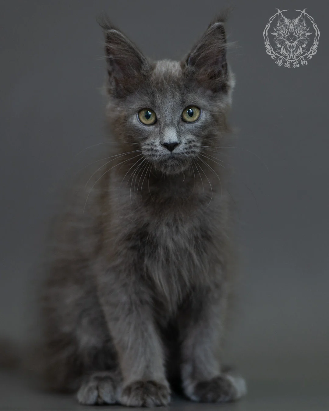 藍煙燻 Blue Smoke Maine Coon 3months 3