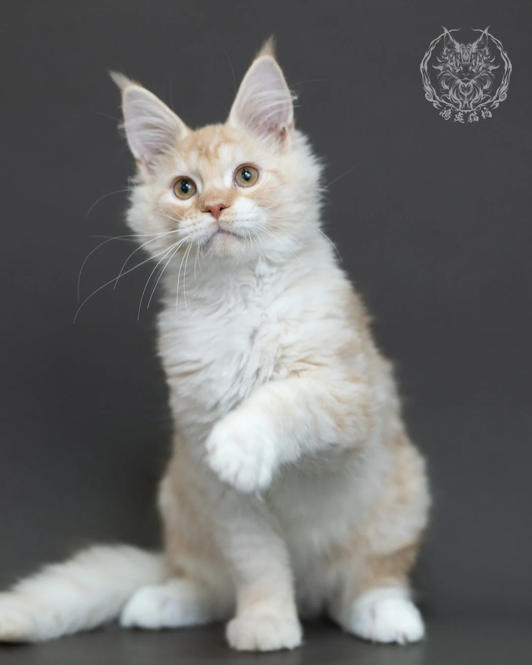 紅銀虎斑緬因貓 Red Silver Tabby Maine Coon 4halfmonths Cattery Taichung 5