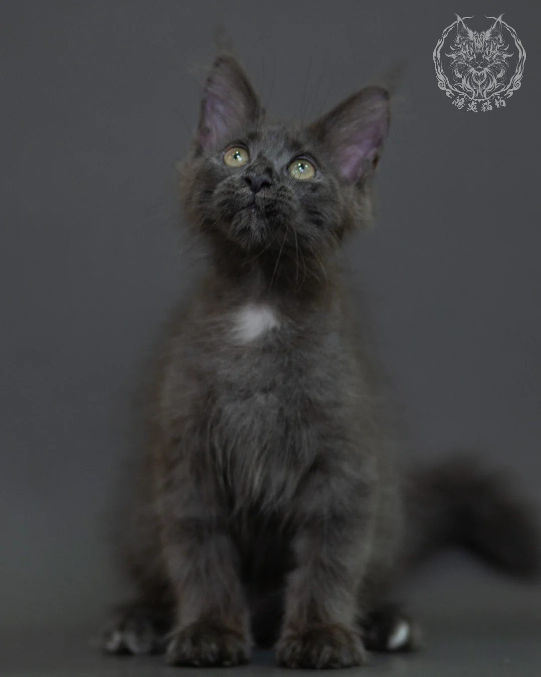 藍煙燻 Blue Smoke Maine Coon 3months 6