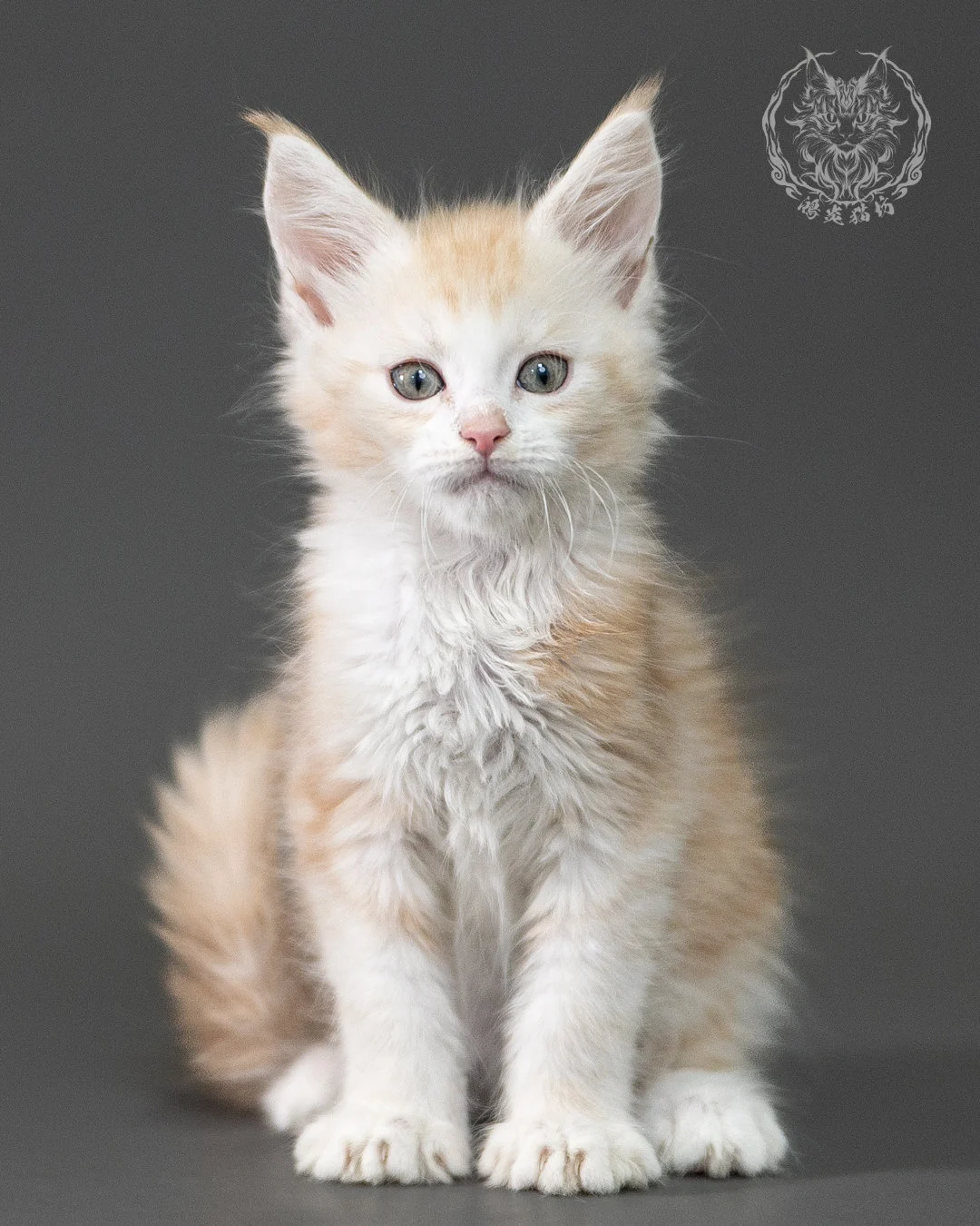 紅銀虎斑緬因貓 Red Silver Tabby Maine Coon 2months Closeup 8