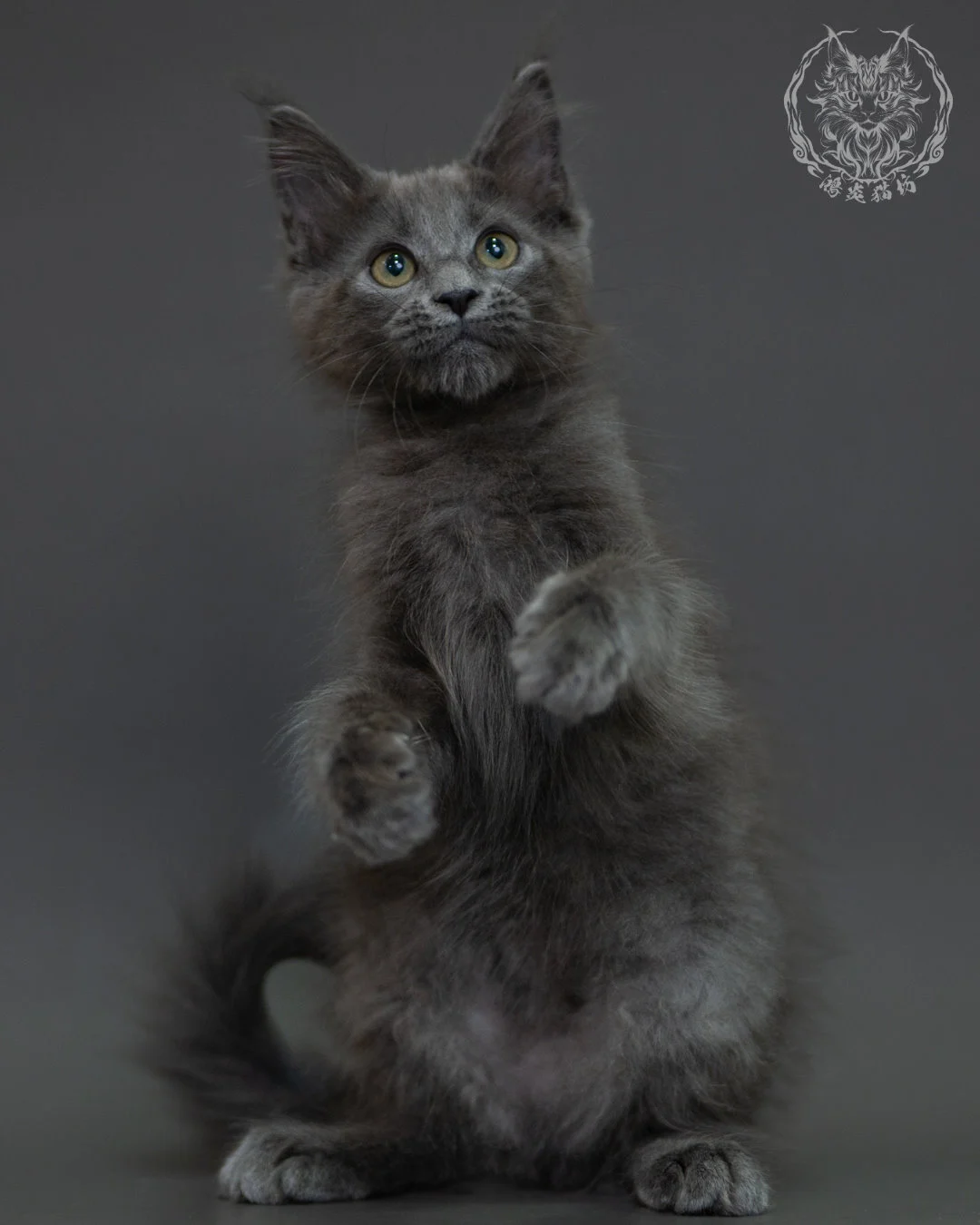 藍煙燻 Blue Smoke Maine Coon 3months 9
