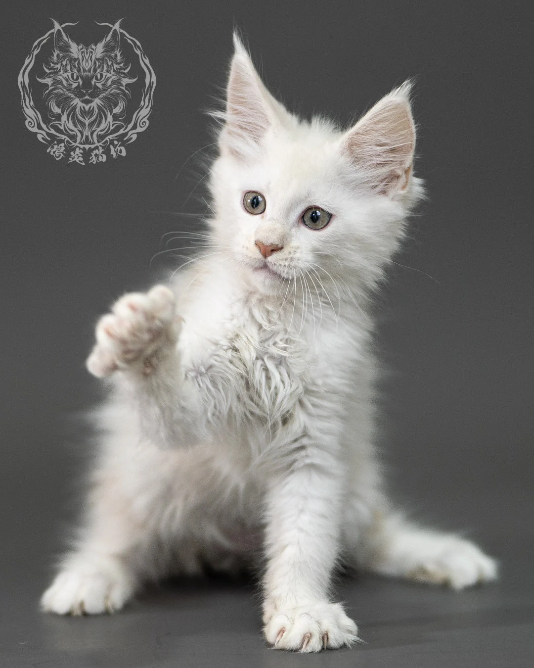 紅銀陰影緬因貓 Red Shaded Maine Coon 2months Closeup 19