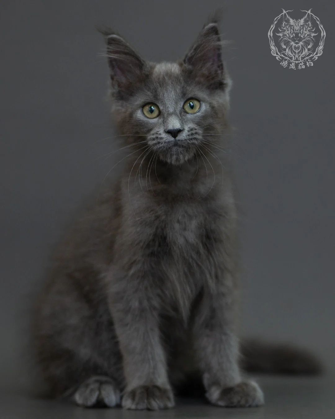 藍煙燻 Blue Smoke Maine Coon 3months 18