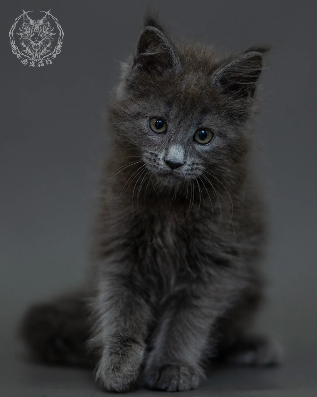 藍煙燻 Blue Smoke Maine Coon 2months 9
