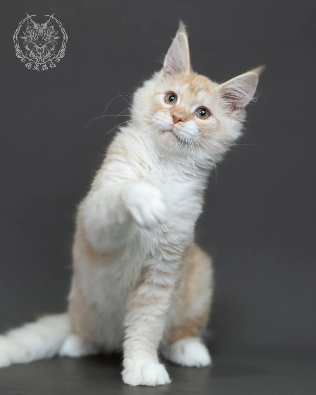紅銀虎斑緬因貓 Red Silver Tabby Maine Coon 4halfmonths Cattery Taichung 4