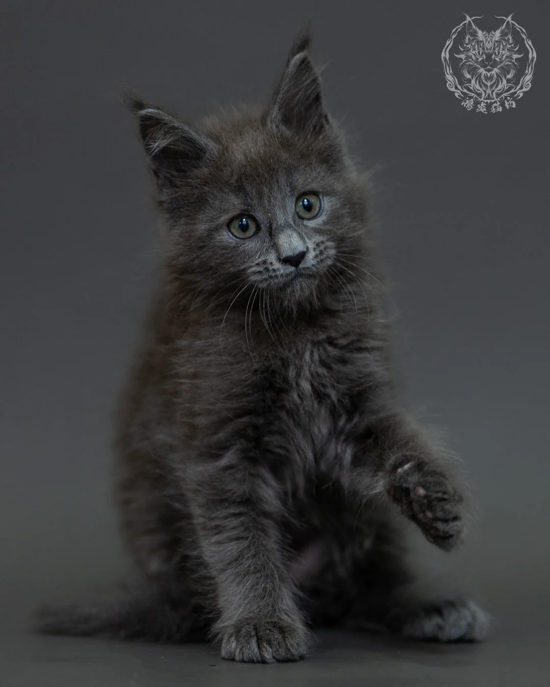 藍煙燻 Blue Smoke Maine Coon 2months 7