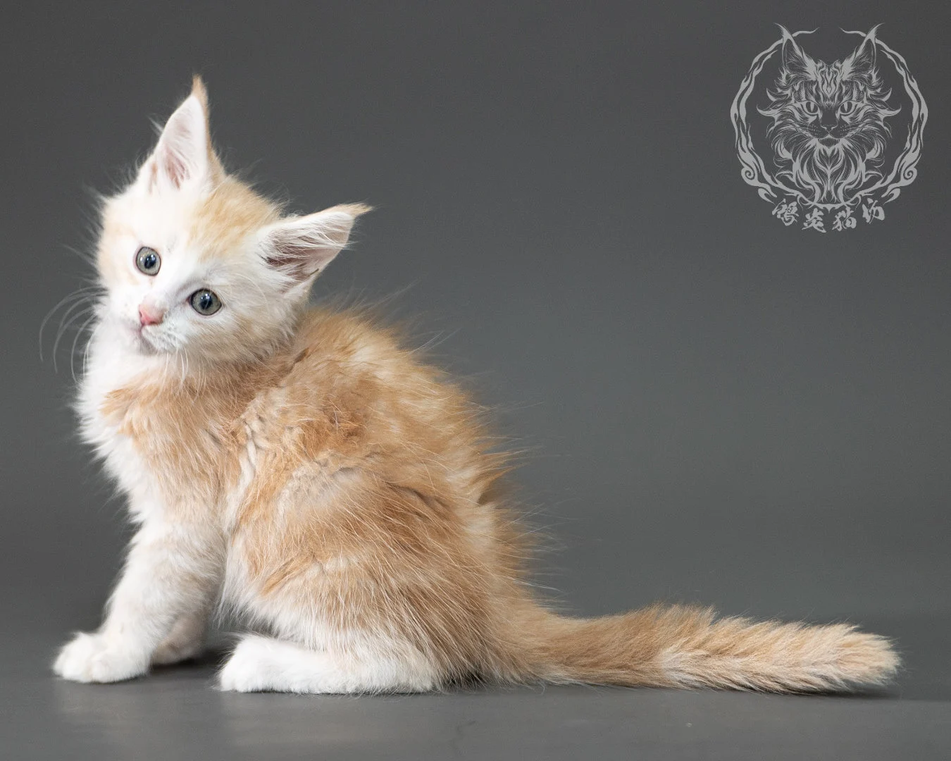 紅銀虎斑緬因貓 Red Silver Tabby Maine Coon 2months Closeup 20