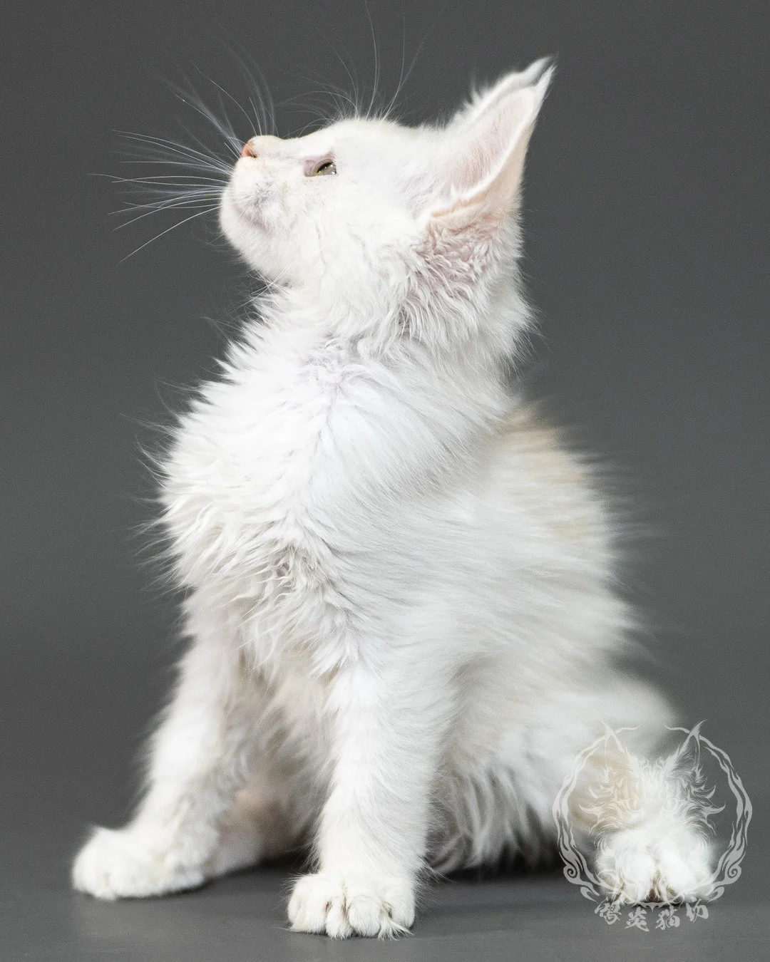 紅銀陰影緬因貓 Red Shaded Maine Coon 2months Closeup 21