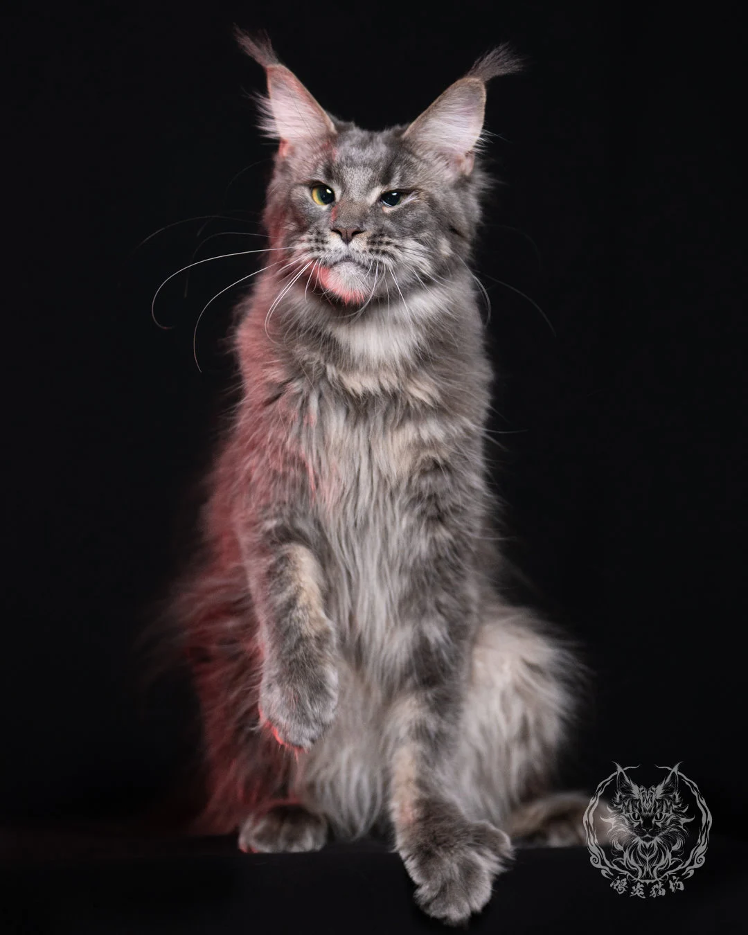 藍虎斑緬因貓 Blue Tabby Maine Coon 11months Cattery Taichung 8
