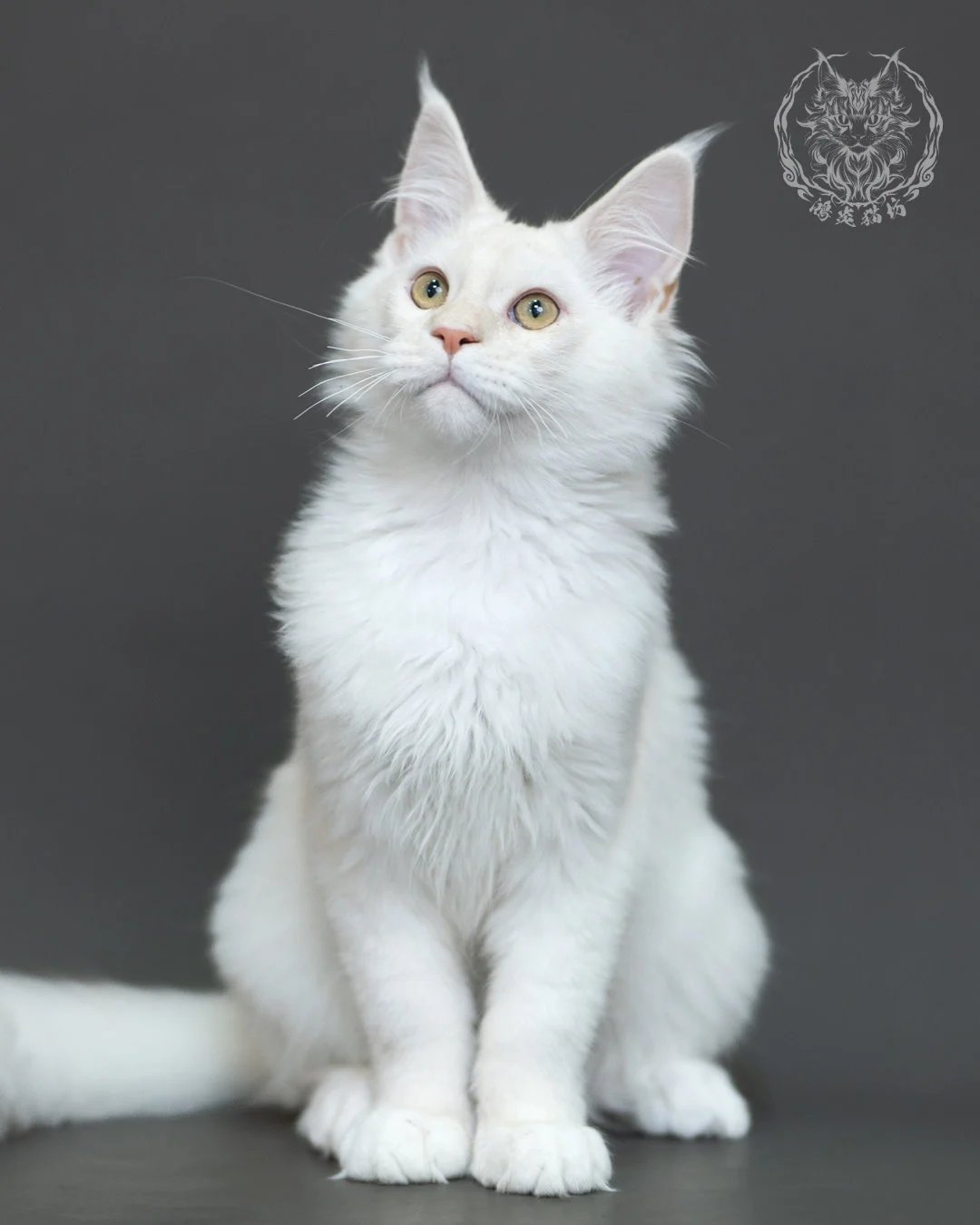 紅銀陰影緬因貓 Red Silver Shaded Maine Coon 4halfmonths Cattery Taichung 12