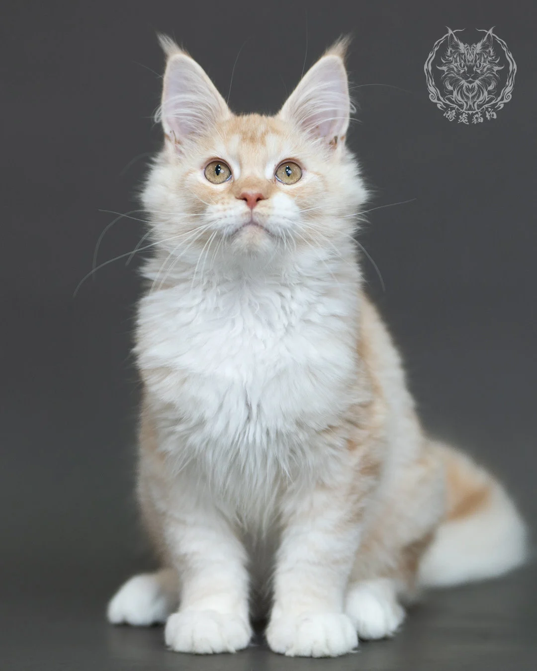 紅銀虎斑緬因貓 Red Silver Tabby Maine Coon 4halfmonths Cattery Taichung 14