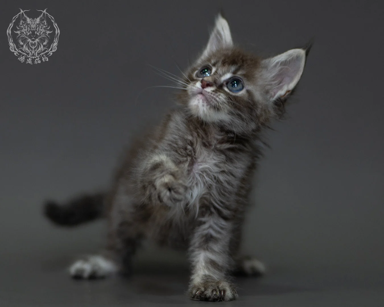 藍虎斑 Blue Silver Tabby Maine Coon 2months 12