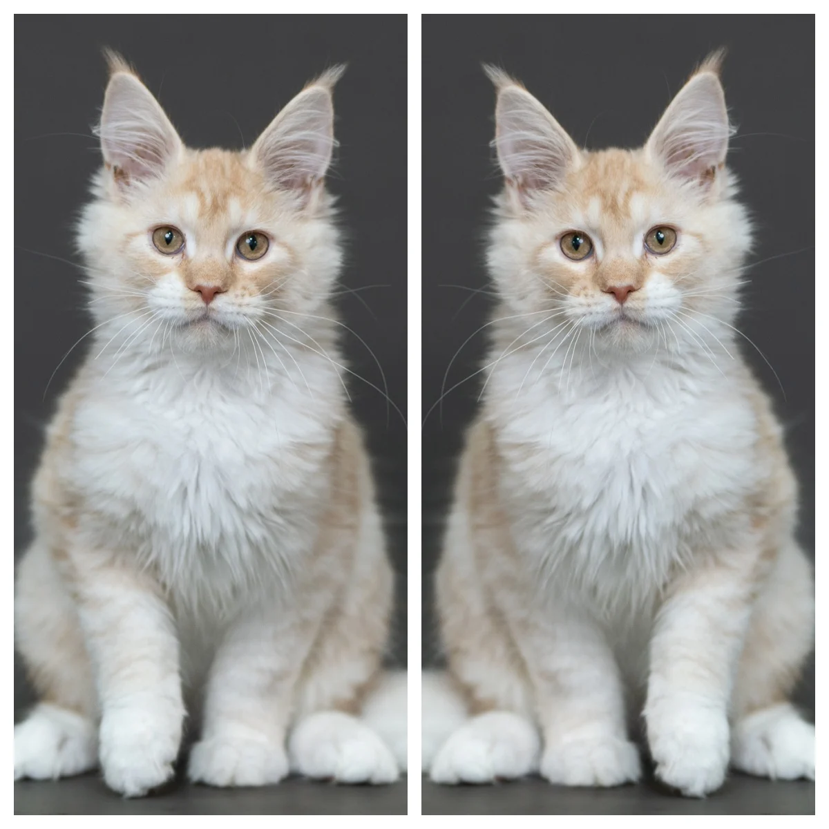 紅銀虎斑緬因貓