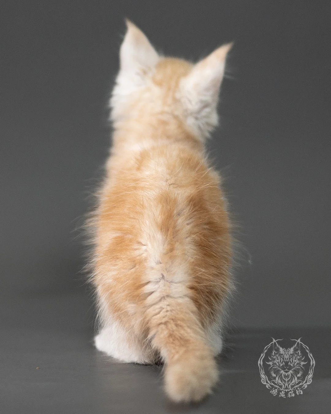 紅銀虎斑緬因貓 Red Silver Tabby Maine Coon 2months Closeup 11